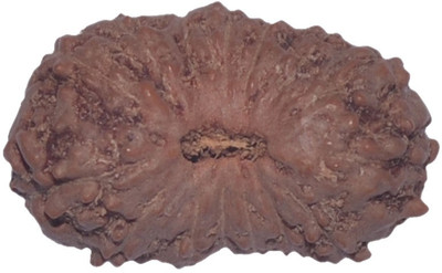 

Navkaar Creation 15 Mukhi Rudraksha Java 19.00mm Wooden Yantra