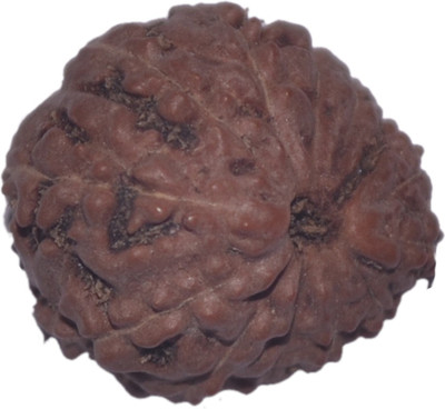 

Navkaar Creation 13 Mukhi Rudraksha Java 15.90mm Lab Certified Wooden Yantra