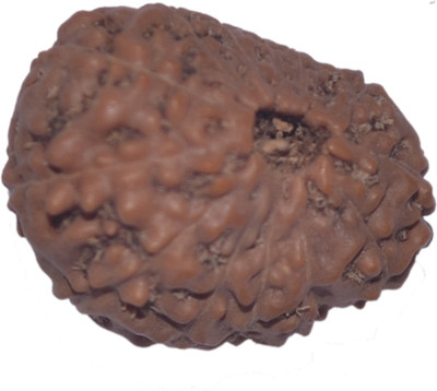 

Navkaar Creation 13 Mukhi Rudraksha Java 18.56mm Lab Certified Wooden Yantra