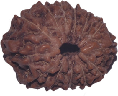 

Navkaar Creation 13 Mukhi Rudraksha Java 17.13mm Lab Certified Wooden Yantra