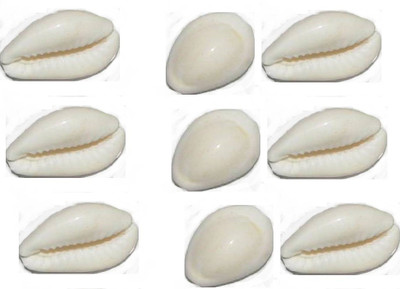 

manorama White Cowrie Safed Gora Kawdi Kaudi Kowdi Sea Shell (5 Pieces) Sacred Shankh Stoneware Yantra