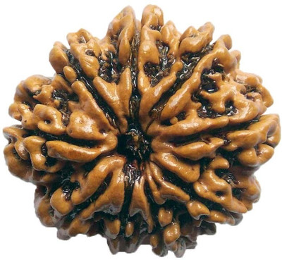 

ByCue Ceritfied 9 Mukhi Nepal Rudraksha 24.73mm Wooden Yantra(Pack of 1)