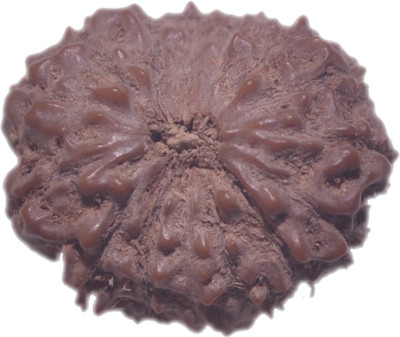 Navkaar Creation 16 Mukhi Rudraksha Java Natural Sixteen Face Indonesian Bead 19 mm Lab Certified Wooden Yantra