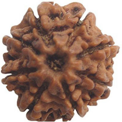 

SHIVOHAM EIGHT MUKHI CERTIFIED NEPALI RUDRAKSHA Wooden Yantra