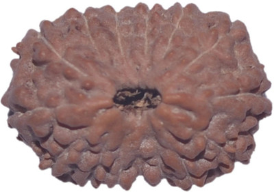

Navkaar Creation 15 Mukhi Rudraksha Java 19.13mm Wooden Yantra