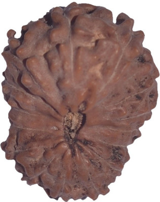 

Navkaar Creation 15 Mukhi Rudraksha Java 18.34mm Wooden Yantra