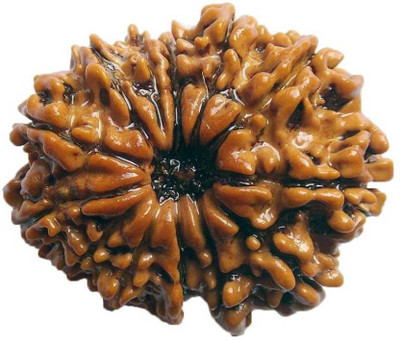 

SHIVOHAM 13 MUKHI RUDRAKSHA NEPALI CERTIFIED Wooden Yantra