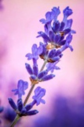 Biotique blissfull lavender new arrivals eau de toilette