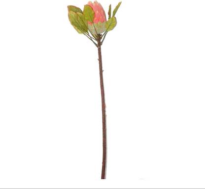 Bengal Blooms Protea Orange Assorted Artificial Flower Price In India Buy Bengal Blooms Protea Orange Assorted Artificial Flower Online At Flipkart Com