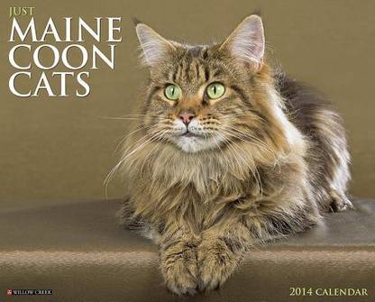 Just Maine Coon Cats Buy Just Maine Coon Cats By Unknown At Low Price In India Flipkart Com