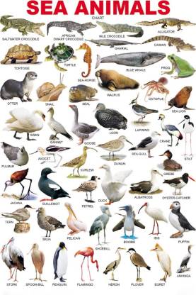 CHART SEA ANIMALS Paper Print - Educational posters in India - Buy art,  film, design, movie, music, nature and educational paintings/wallpapers at  