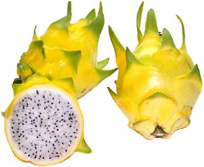 Futaba Yellow Dragon Fruit Pitaya Organic Seed Price In India Buy Futaba Yellow Dragon Fruit Pitaya Organic Seed Online At Flipkart Com