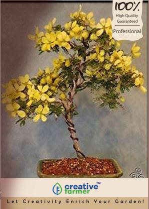 Creative Farmer Cassia Fistula Bonsai Tree Seeds Seed Price In India Buy Creative Farmer Cassia Fistula Bonsai Tree Seeds Seed Online At Flipkart Com