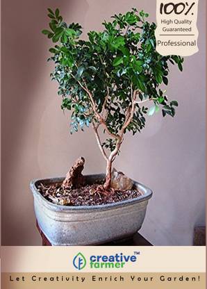 Bonsai Weed Seeds - Cannabis Bonsai Red Purps Youtube / Unlike other potted plants, the joy of bonsai lies in creating a little landscape meant to be a replica of the natural world.