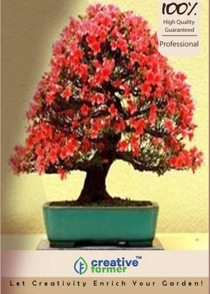 Creative Farmer Flame Tree Imported Bonsai Seeds Seed Price In India Buy Creative Farmer Flame Tree Imported Bonsai Seeds Seed Online At Flipkart Com