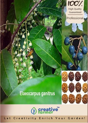 Elaeocarpus ganitrus Seeds For Growing Higher Germination Plant 