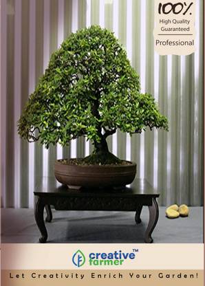 Creative Farmer Hickory Wattle Mangium Forest Mangrove Bonsai Tree Seeds Seed Price In India Buy Creative Farmer Hickory Wattle Mangium Forest Mangrove Bonsai Tree Seeds Seed Online At Flipkart Com