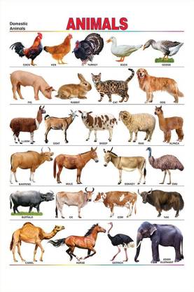 Poster | Domestic Animals Name Chart | Educational Poster | Colorful |  Learning Chart-100yellow Paper Print - Decorative posters in India - Buy  art, film, design, movie, music, nature and educational  paintings/wallpapers at 
