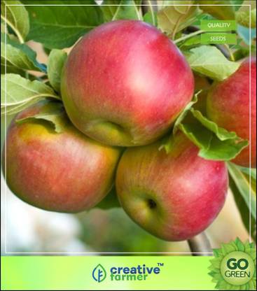 Creative Farmer Fruit Seeds American Imported Yellow Golden Apple Seeds Fruit Seeds For Home Garden Seed Price In India Buy Creative Farmer Fruit Seeds American Imported Yellow Golden Apple