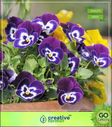 Pansy Flower Price
