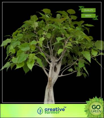 Creative Farmer Tree Seeds For Outdoor Peepaltree Bodhi Satva Tree Arasa Maram Ficus Religiosa 100 Seeds Tree Seeds For Outdoor Seed Price In India Buy Creative Farmer Tree Seeds For Outdoor Peepaltree Bodhi Satva Creative Farmer Tree Seeds For Outdoor Peepaltree Bodhi Satva Tree Arasa Maram Ficus Religiosa 100 Seeds Tree Seeds For Outdoor Seed Price In India Buy Creative Farmer Tree Seeds For Outdoor Peepaltree Bodhi Satva