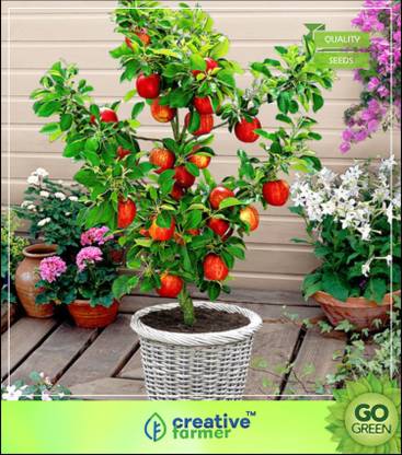 Creative Farmer Fruit Seeds Honeycrisp Apple Tree Sweet Fruit Seeds For Home Depot Seed Price In India Buy Creative Farmer Fruit Seeds Honeycrisp Apple Tree Sweet Fruit Seeds For Creative Farmer Fruit Seeds Honeycrisp Apple Tree Sweet Fruit Seeds For Home Depot Seed Price In India Buy Creative Farmer Fruit Seeds Honeycrisp Apple Tree Sweet Fruit Seeds For