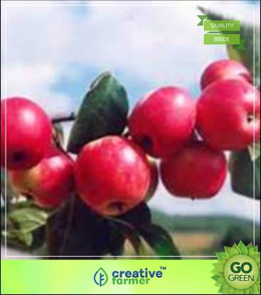 Creative Farmer American Imported Yellow Golden Apple Seeds Fruit Seeds For Home Garden Seed Price In India Buy Creative Farmer American Imported Yellow Golden Apple Seeds Fruit Seeds For Home Garden