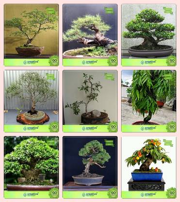 Creative Farmer Bonsai Seeds Bonsai Suitable Plant Seeds Combo Acacia Mangium Australian Pine Rosewood Eucalyptus Grandisplywood Tree Asoca Tree Water Jasmine English Walnut Peach Garden Seeds Seed Price In India Buy Creative Farmer Bonsai