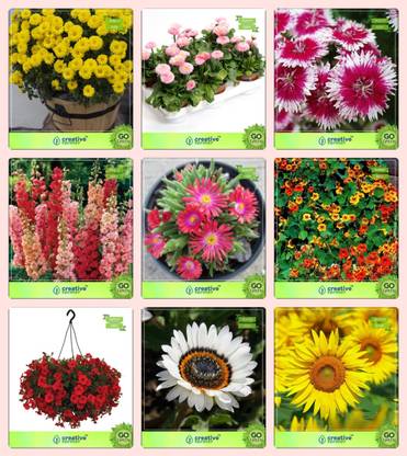 Creative Farmer Flower Seeds Plant Seeds For All Season Combo Chrysanthemum Daisy Double Dianthus Dwarf Larkspur Giant Burf Heavens Nasturtium Petunia Scarlet Venidium White Sunflower Giant Garden Flower Seeds Seed Price In India