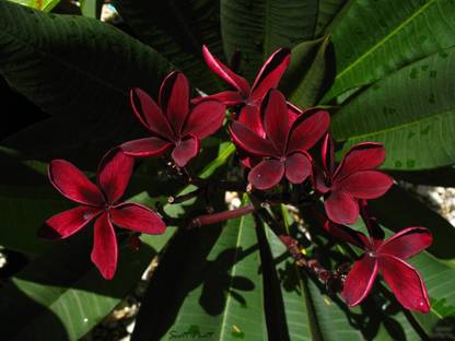 Generic Dwarf Blood Red Plumeria Plumeria Frangipani Flower 5 Seed Price In India Buy Generic Dwarf Blood Red Plumeria Plumeria Frangipani Flower 5 Seed Online At Flipkart Com Select from premium red plumeria flowers of the highest quality. generic dwarf blood red plumeria plumeria frangipani flower 5 seed