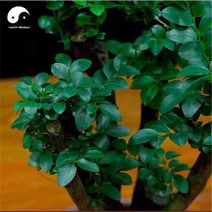 Vsquare Retail Indian Red Sandalwood Grow Rare Wood Aromatic Flowers Tree Seed Price In India Buy Vsquare Retail Indian Red Sandalwood Grow Rare Wood Aromatic Flowers Tree Seed Online At Flipkart Com