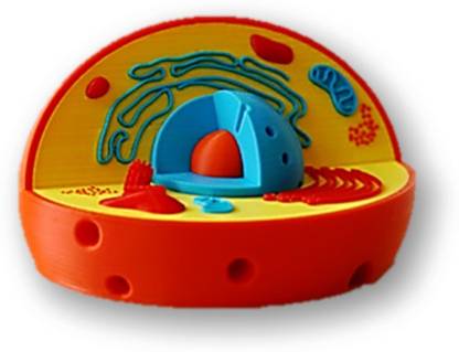 PROTOTYPE Human Cell Anatomy And Physiology 3d model Price in ...