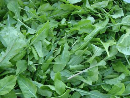 National Gardens Arugula Green Leaf Vegetable Seeds Seed Price In India Buy National Gardens Arugula Green Leaf Vegetable Seeds Seed Online At Flipkart Com Organic arugula seeds make a great condiment all on their own. national gardens arugula green leaf vegetable seeds seed