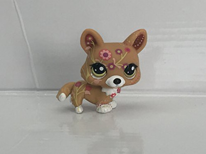 lps corgie