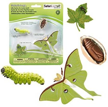 Safari Ltd Life Cycle Of A Luna Moth 4 Stages Of Life Price In India Buy Safari Ltd Life Cycle Of A Luna Moth 4 Stages Of Life Online At Flipkart Com Safari Ltd Life Cycle Of A Luna Moth 4 Stages Of Life Price In India Buy Safari Ltd Life Cycle Of A Luna Moth 4 Stages Of Life Online At Flipkart Com