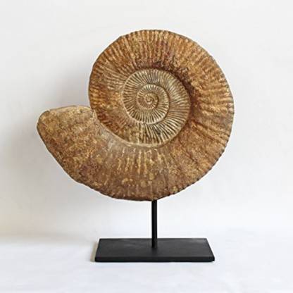 Generic Ammonite Fossil On Stand Price in India - Buy Generic Ammonite  Fossil On Stand online at 