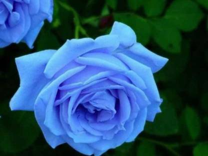 Priyathams Blue Rose plant Seed Price in India - Buy Priyathams Blue plant Seed online at Flipkart.com
