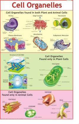 Cell Organelles Chart Paper Print - Educational posters in India - Buy art,  film, design, movie, music, nature and educational paintings/wallpapers at  