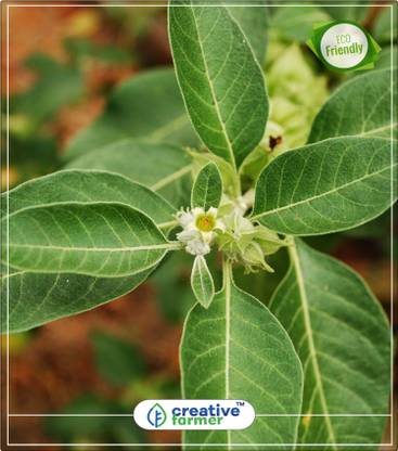 Creative Farmer Indian Winter Cherry Herb Seeds For Home Garden Kitchen Garden Plant Seeds indoor Outdoor Kitchen Garden Plant Seeds Seed Price In India Buy Creative Farmer Indian Winter Cherry Herb Creative Farmer Indian Winter Cherry Herb Seeds For Home Garden Kitchen Garden Plant Seeds indoor Outdoor Kitchen Garden Plant Seeds Seed Price In India Buy Creative Farmer Indian Winter Cherry Herb