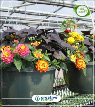 Creative Farmer Lantana Antidotalis Hanging Basket Flower Seed Pack Kitchen Garden Plant Seeds 10indoor Outdoor Kitchen Garden Plant Seeds Seed Price In India Buy Creative Farmer Lantana Antidotalis Hanging Basket Flower