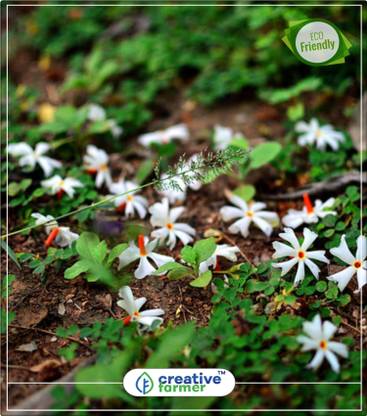 Creative Farmer Shiuli Flowering Trees Of India Kitchen Garden Plant Seeds 5indoor Outdoor Kitchen Garden Plant Seeds Seed Price In India Buy Creative Farmer Shiuli Flowering Trees Of India Kitchen Garden