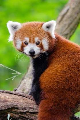 World S Cutest Animal Red Panda Journal Buy World S Cutest Animal Red Panda Journal By Paper Pen2 At Low Price In India Flipkart Com World S Cutest Animal Red Panda Journal Buy World S Cutest Animal Red Panda Journal By Paper Pen2 At Low Price In India Flipkart Com