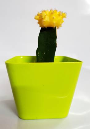 Rgdecor Moon Cactus Plant Price In India Buy Rgdecor Moon Cactus Plant Online At Flipkart Com