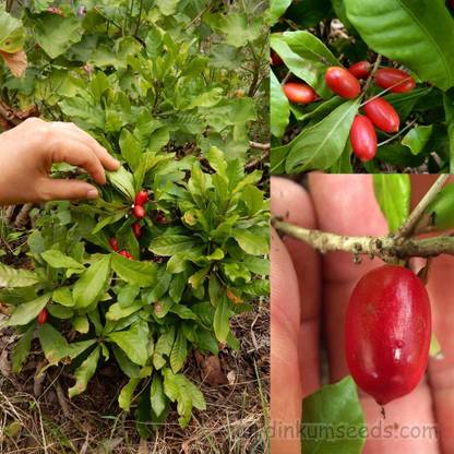 M Tech Gardens Rare Miracle Fruit Live Plant Seedling Plant Price In India Buy M Tech Gardens Rare Miracle Fruit Live Plant Seedling Plant Online At Flipkart Com
