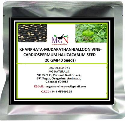Mg Naturals Khanphata Mudakathan Balloon Vine Cardiospermum Halicacabum Seed Gm 40 Seeds Seed Price In India Buy Mg Naturals Khanphata Mudakathan Balloon Vine Cardiospermum Halicacabum Seed Gm 40 Seeds Seed Online At Flipkart Com