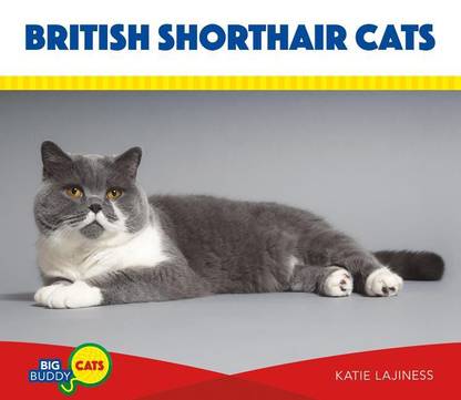 photo White British Shorthair Cat Price british shorthair cats buy british shorthair cats by lajiness katie at low price in india flipkart com