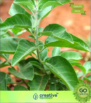 Creative Farmer Indian Winter Cherry Seed Price In India Buy Creative Farmer Indian Winter Cherry Seed Online At Flipkart Com