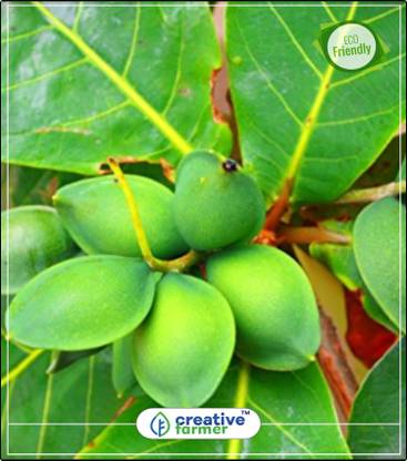 Creative Farmer Tree Seeds Malabar Almond Fruit Seeds Fruit Tree Seeds Kitchen Garden Plant Seeds 10indoor Outdoor Kitchen Garden Plant Seeds Seed Price In India Buy Creative Farmer Tree Seeds Malabar Almond