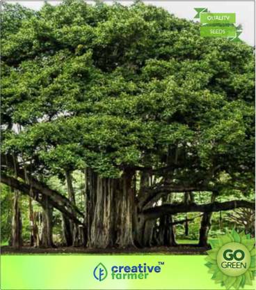 creative farmer Banyan Tree -Aaal Maram Seed Price in India - Buy ...
