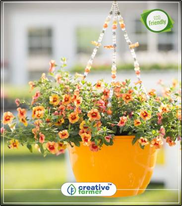 Creative Farmer 10 O Clock Flower Ornamental Vegetable Seeds Kitchen Garden Plant Seeds indoor Outdoor Kitchen Garden Plant Seeds Seed Price In India Buy Creative Farmer 10 O Clock Flower Ornamental Vegetable Seeds